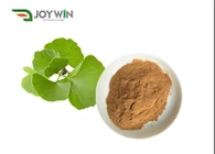Ginkgo nplooj hmoov